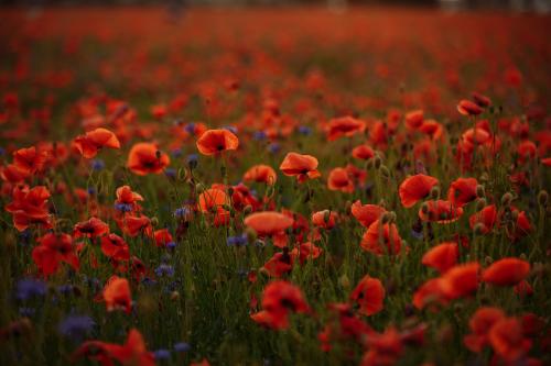 Remembrance Sunday 2023